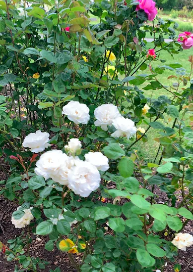 Screenshot 2020 05 11 At 01.20.04