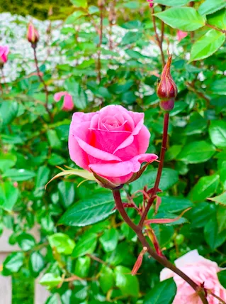 Screenshot 2020 05 18 At 00.29.26