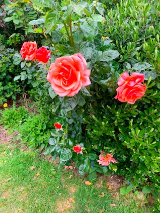 Screenshot 2020 05 18 At 00.29.45