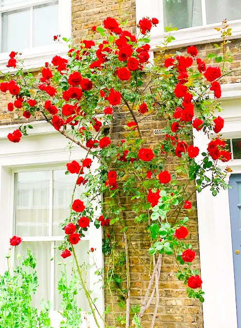 Screenshot 2020 05 18 At 00.30.10