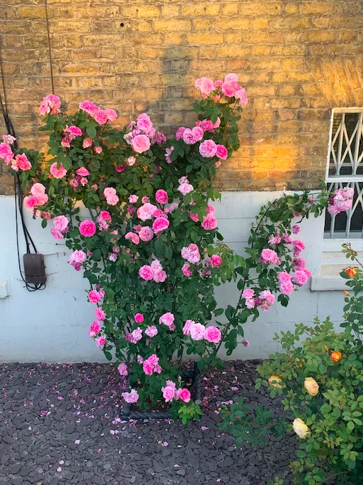 Screenshot 2020 06 07 At 23.06.46