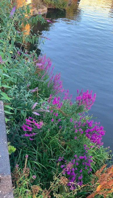 Screenshot 2020 07 31 At 03.35.00