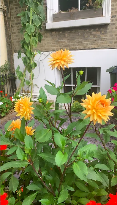 Screenshot 2020 08 26 At 00.51.19