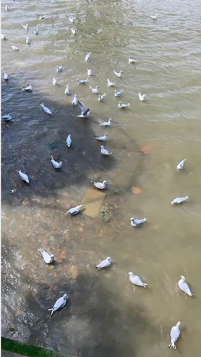 Screenshot 2021-08-20 at 00.48.59 Screenshot 2021 08 20 At 00.48.59