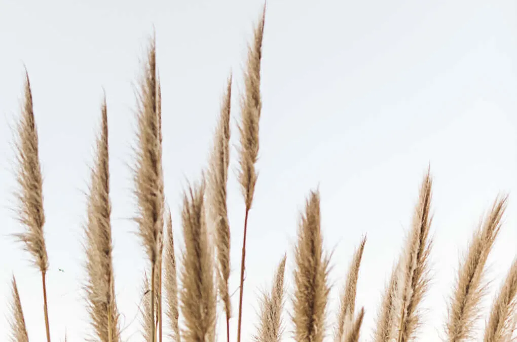 Non Profit 05 1 81811